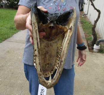 13 inch long Alligator Head for sale  - $40