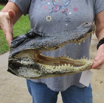 13 inch long Alligator Head for sale  - $40