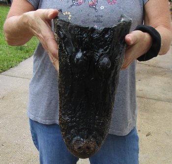 13 inch long Alligator Head for sale  - $40