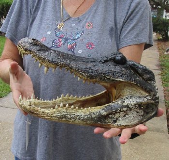 13 inch long Alligator Head for sale  - $40