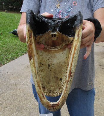 13 inch long Alligator Head for sale  - $40