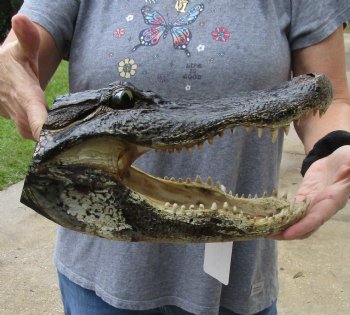 13 inch long Alligator Head for sale  - $40