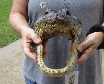 13 inch long Alligator Head for sale  - $40