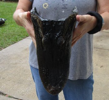 13 inch long Alligator Head for sale  - $40