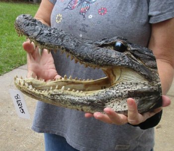 13 inch long Alligator Head for sale  - $40