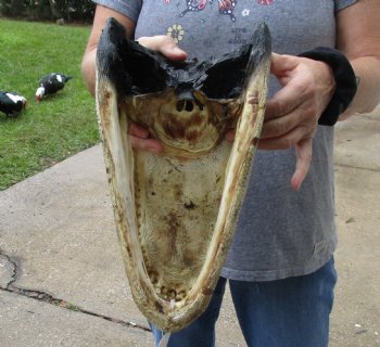 13 inch long Alligator Head for sale  - $40