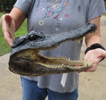 13 inch long Alligator Head for sale  - $40