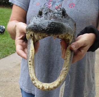 13 inch long Alligator Head for sale  - $40