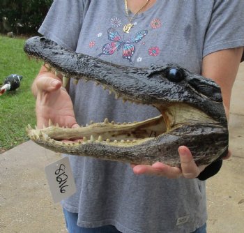 13 inch long Alligator Head for sale  - $40