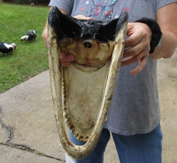 13 inch long Alligator Head for sale  - $40