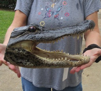 13 inch long Alligator Head for sale  - $40