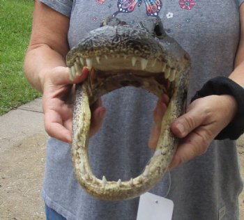 13 inch long Alligator Head for sale  - $40