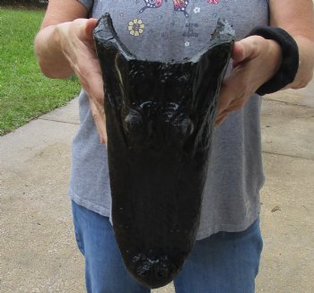 13 inch long Alligator Head for sale  - $40