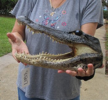 13 inch long Alligator Head for sale  - $40