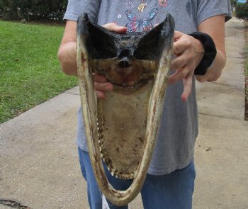 13 inch long Alligator Head for sale  - $40