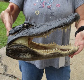 13 inch long Alligator Head for sale  - $40