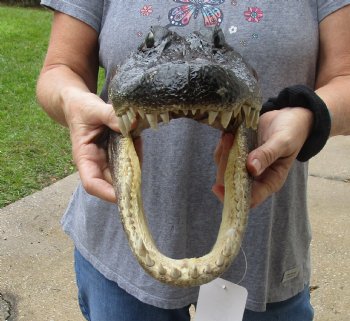 13 inch long Alligator Head for sale  - $40