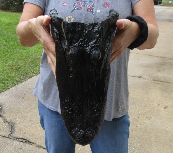 13 inch long Alligator Head for sale  - $40