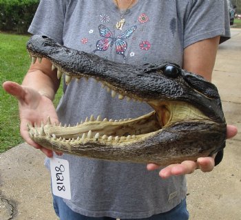 13 inch long Alligator Head for sale  - $40