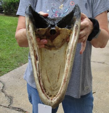 13 inch long Alligator Head for sale  - $40