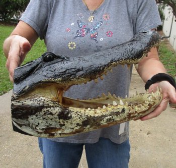 17 inch long Alligator Head for sale  - $115