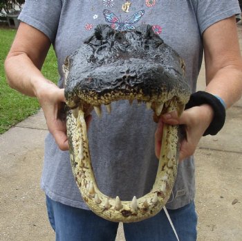 17 inch long Alligator Head for sale  - $115