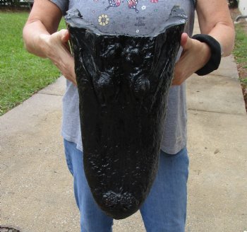 17 inch long Alligator Head for sale  - $115