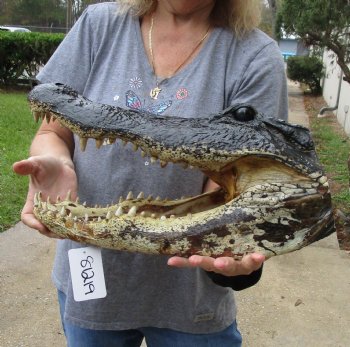 17 inch long Alligator Head for sale  - $115