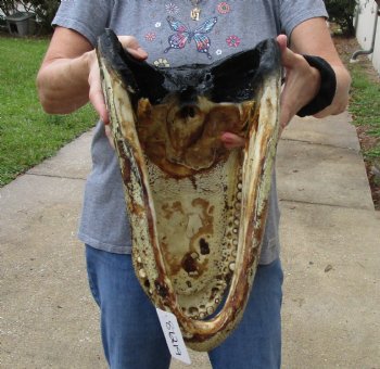 17 inch long Alligator Head for sale  - $115