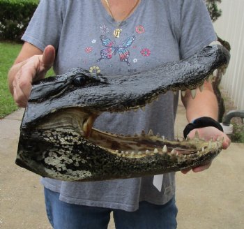 17 inch long Alligator Head for sale  - $115