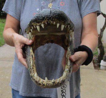 17 inch long Alligator Head for sale  - $115