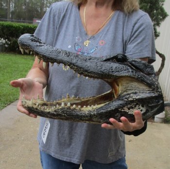 17 inch long Alligator Head for sale  - $115