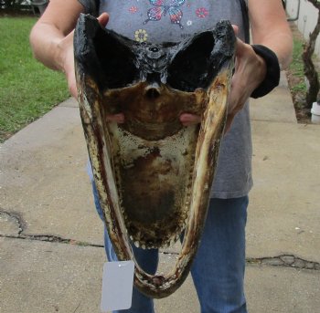 17 inch long Alligator Head for sale  - $115