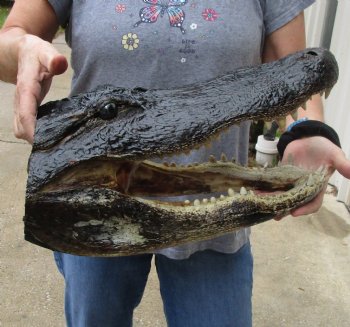 17 inch long Alligator Head for sale  - $115