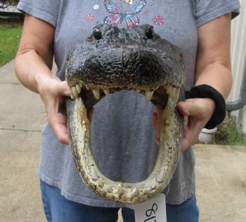 17 inch long Alligator Head for sale  - $115