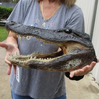 17 inch long Alligator Head for sale  - $115