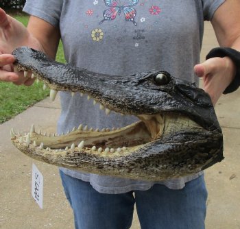 14 inch long Alligator Head for sale  - $48