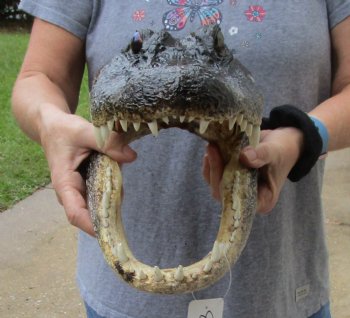 14 inch long Alligator Head for sale  - $48