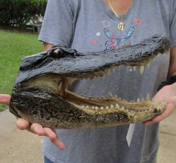 14 inch long Alligator Head for sale  - $48