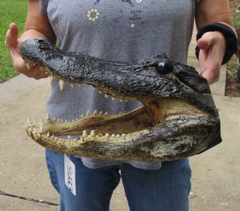 14 inch long Alligator Head for sale  - $48