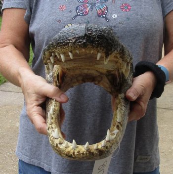 14 inch long Alligator Head for sale  - $48