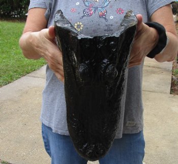 14 inch long Alligator Head for sale  - $48