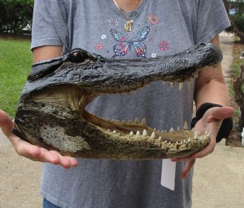 14 inch long Alligator Head for sale  - $48