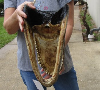 14 inch long Alligator Head for sale  - $48