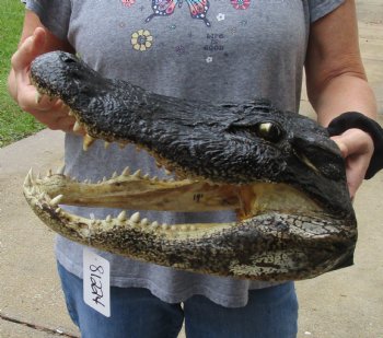 14 inch long Alligator Head for sale  - $48