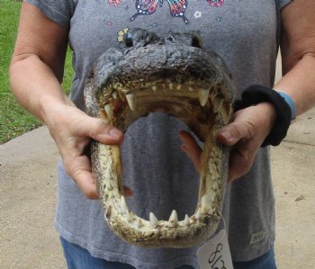 14 inch long Alligator Head for sale  - $48