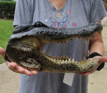 14 inch long Alligator Head for sale  - $48