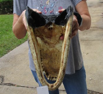 14 inch long Alligator Head for sale  - $48