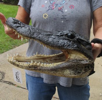 14 inch long Alligator Head for sale  - $48