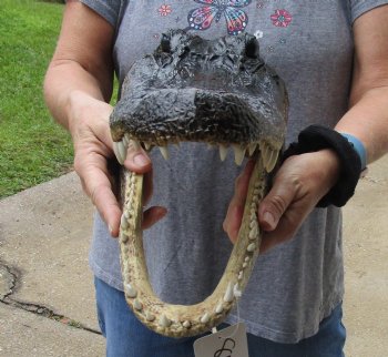 14 inch long Alligator Head for sale  - $48